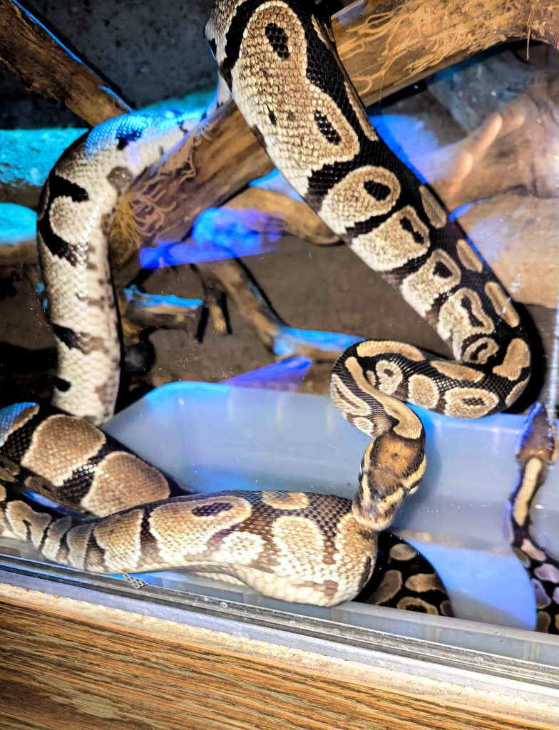 Média - 2026-03-18T150732.188.jpg