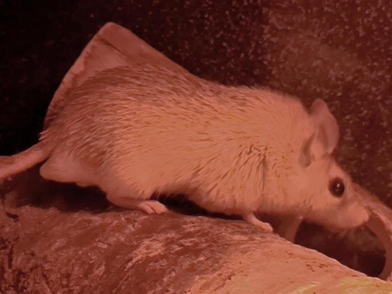 Média - 2026-03-18T150723.596.jpg