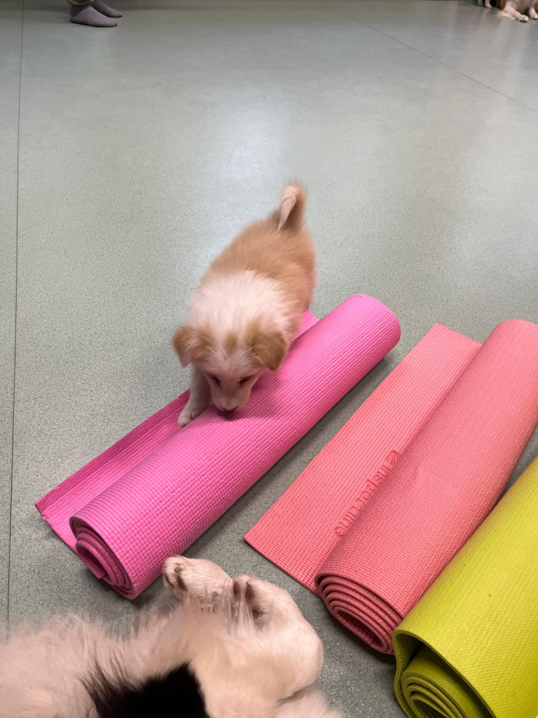 DogPilates přinesl netradiční zážitek