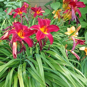 IMG_20220708_105946.jpg