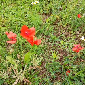 IMG_20220708_110057.jpg