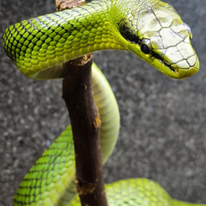 Návštěvnost na začátku roku 2026