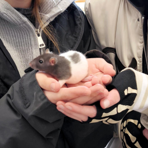 Velikonoční jarmark Pouchov 