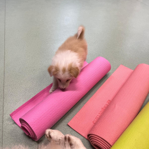 DogPilates přinesl netradiční zážitek